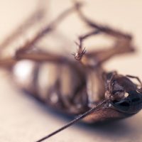Plaga de Cucarachas