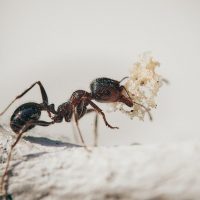 Plaga de Hormigas